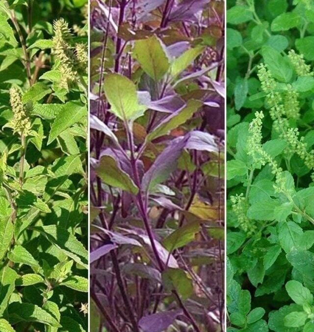 Boost Immunity and Relieve Cold with Basil and Black Pepper