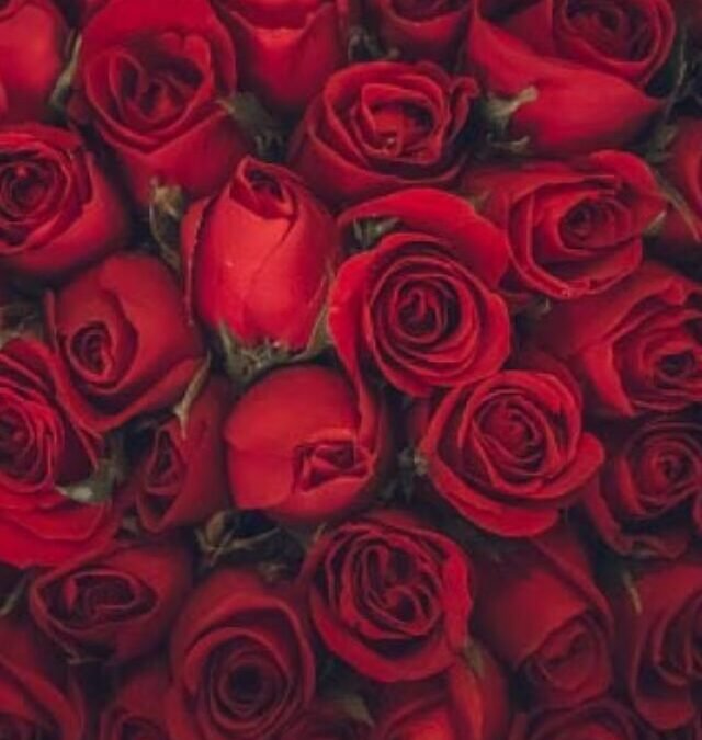 Rose Day 2025: Discover the Shocking Prices of the World’s Most Expensive Roses – Juliet Rose and Kadupul Flower!