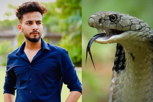 Elvish Yadav High Court case, snake venom controversy, Elvish Yadav latest news, Elvish Yadav petition rejected, Elvish Yadav court update