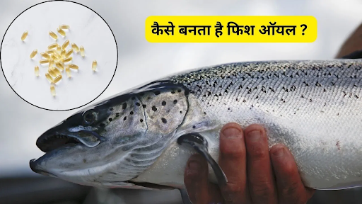 फिश ऑयल कैसे बनता है ओमेगा 3 फैटी एसिड सप्लीमेंट स्किन बालों के लिए फायदेमंद लिवर फैट कम करने का तरीका हार्ट हेल्थ बूस्टर आयुर्वेदिक फिश ऑयल फायदे