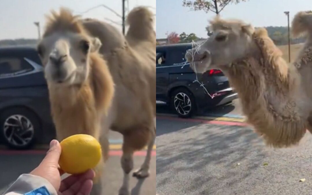 viral camel video, funny camel reaction, camel eating lemon, trending animal video, social media viral clip, hilarious camel expressions, lemon reaction video