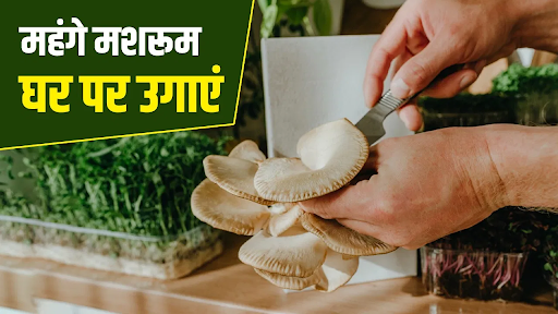 घर पर मशरूम उगाने की आसान गाइड: खेती का पूरा तरीका और फायदे