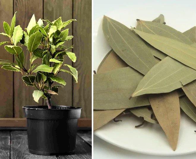 रसोई का सीक्रेट अब आपके घर में: सिर्फ़ 10 मिनट में जानें, गमले में तेजपत्ता उगाने का ‘वायरल’ तरीका!