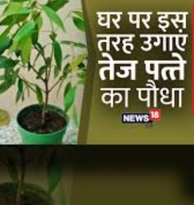 Kitchen Secret at Home: Grow Bay Leaf in a Pot in 10 Minutes